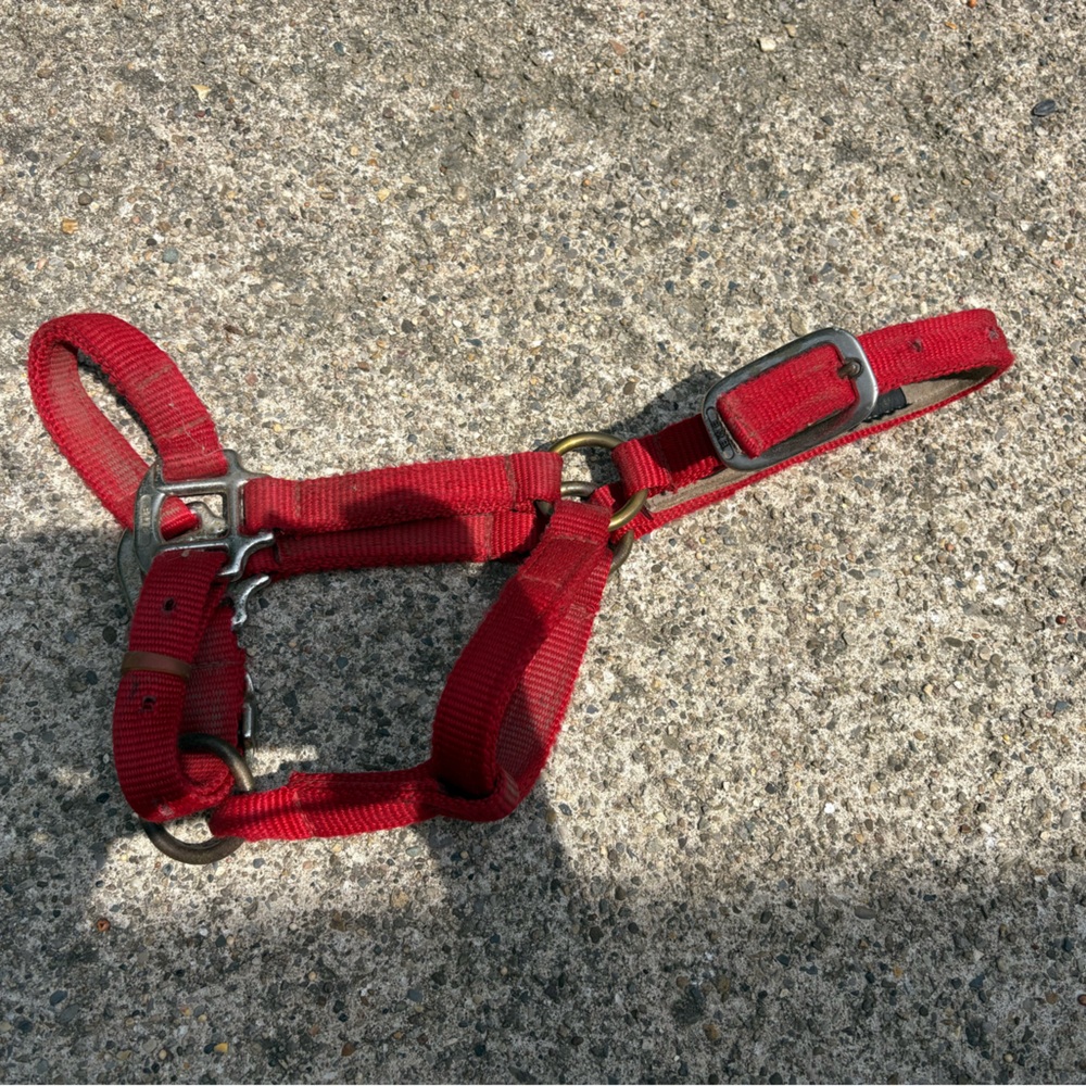 Unknown brand red foal halter